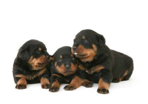 Richardson Veterinarians Puppies